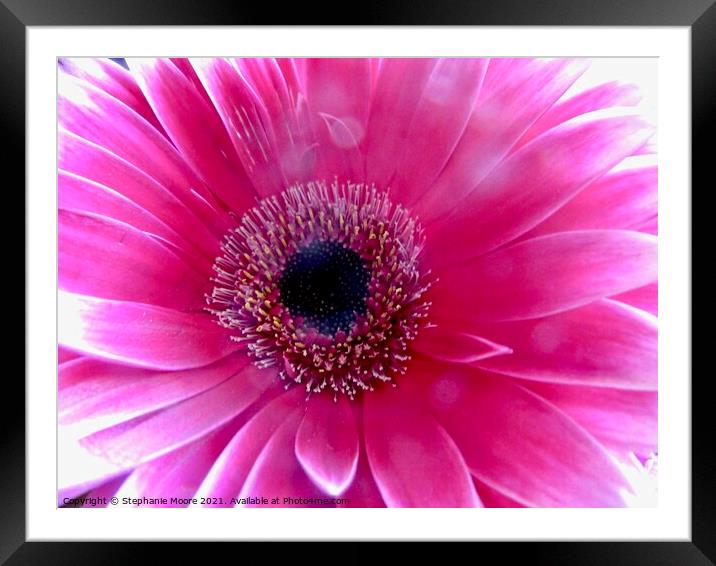 Pink Daisy Framed Mounted Print by Stephanie Moore