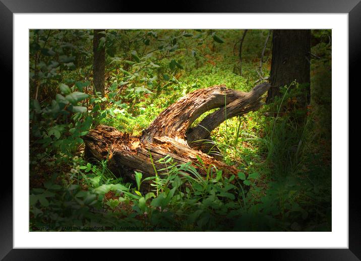 Tree Stump in the Forest  Framed Mounted Print by PAULINE Crawford