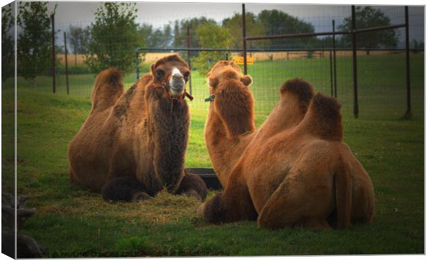 2 Camels laying down in grass covered field Canvas Print by PAULINE Crawford