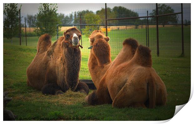 2 Camels laying down in grass covered field Print by PAULINE Crawford