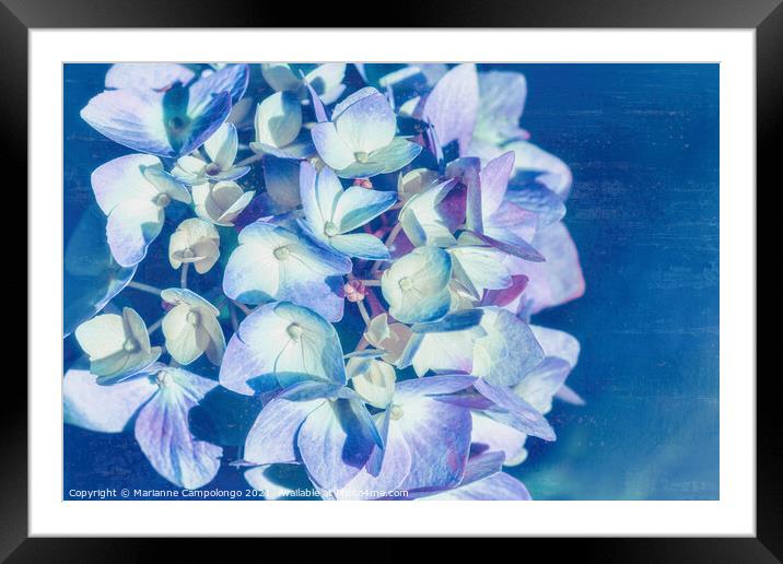 Mophead Hydrangea Filtered Blue Framed Mounted Print by Marianne Campolongo