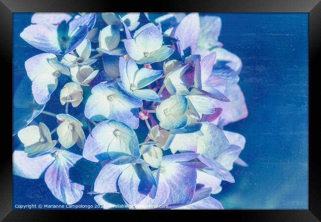 Mophead Hydrangea Filtered Blue Framed Print by Marianne Campolongo