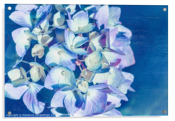 Mophead Hydrangea Filtered Blue Acrylic by Marianne Campolongo