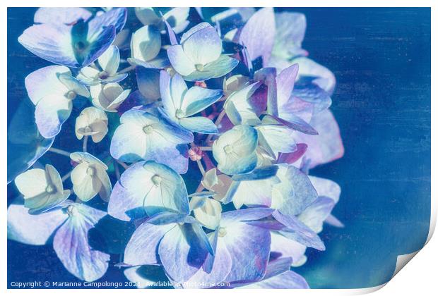 Mophead Hydrangea Filtered Blue Print by Marianne Campolongo