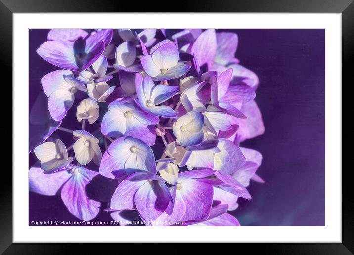 Mophead Hydrangea Filtered Purple Framed Mounted Print by Marianne Campolongo