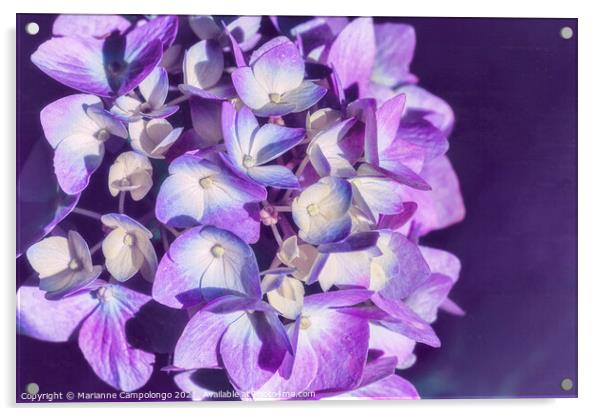 Mophead Hydrangea Filtered Purple Acrylic by Marianne Campolongo