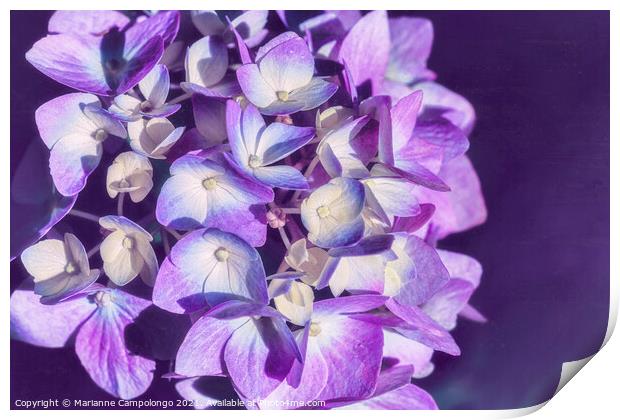 Mophead Hydrangea Filtered Purple Print by Marianne Campolongo