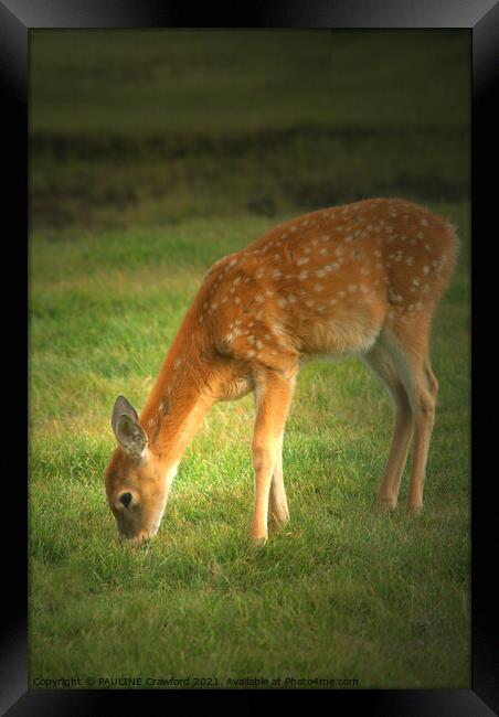 Baby Fawn Deer Nibbling Grass in the Field Framed Print by PAULINE Crawford