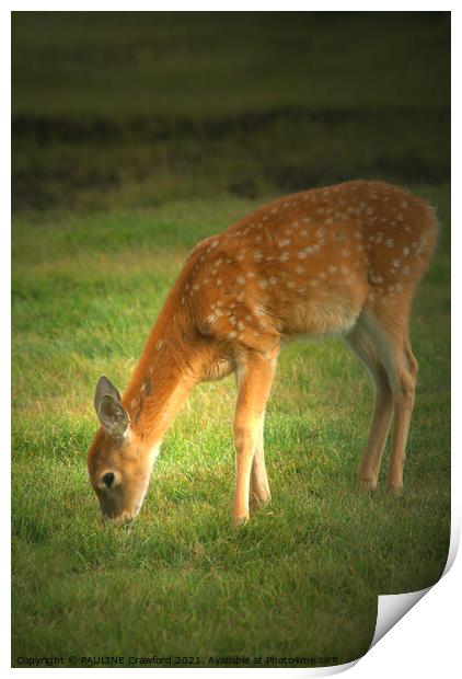 Baby Fawn Deer Nibbling Grass in the Field Print by PAULINE Crawford