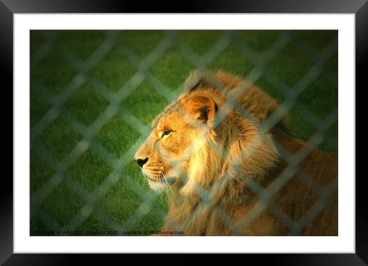 Lion King of the Jungle Big Cat Framed Mounted Print by PAULINE Crawford