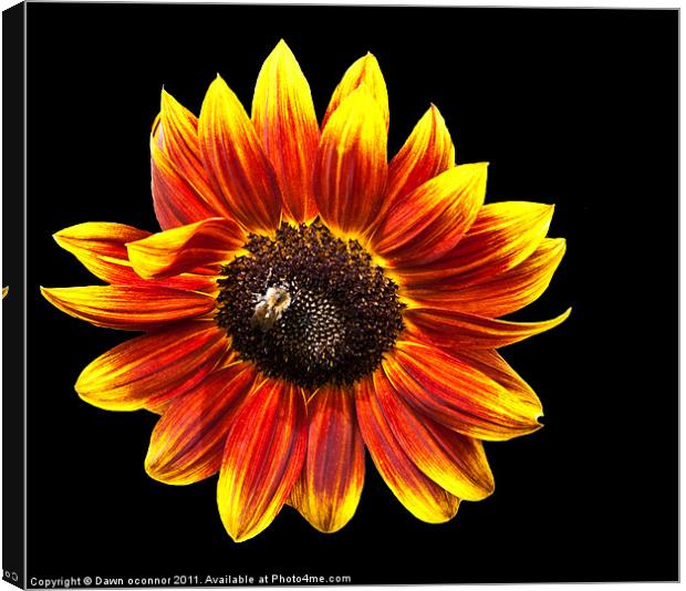 Sunflower with bee Canvas Print by Dawn O'Connor