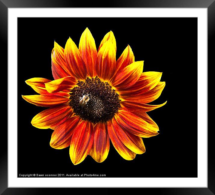 Sunflower with bee Framed Mounted Print by Dawn O'Connor