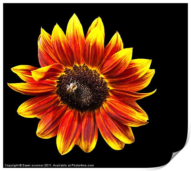 Sunflower with bee Print by Dawn O'Connor