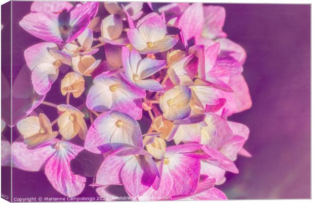 Mophead Hydrangea Filtered Pink Canvas Print by Marianne Campolongo