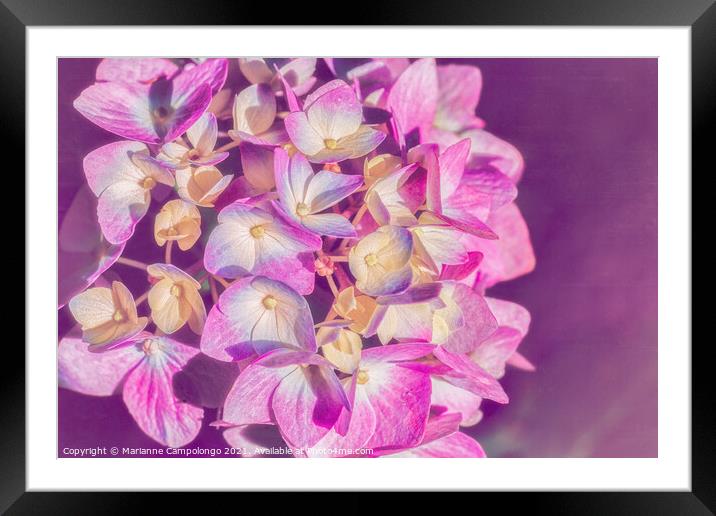 Mophead Hydrangea Filtered Pink Framed Mounted Print by Marianne Campolongo