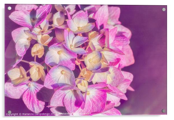 Mophead Hydrangea Filtered Pink Acrylic by Marianne Campolongo