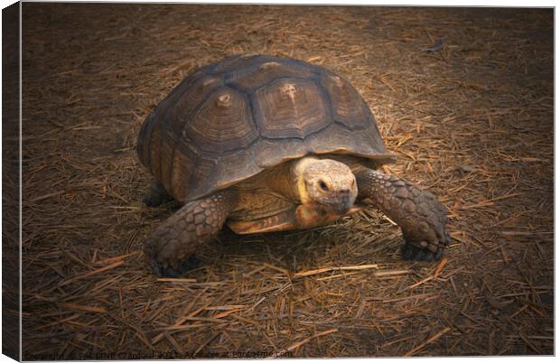 Turtle Walking in Straw Large Tortoise Canvas Print by PAULINE Crawford