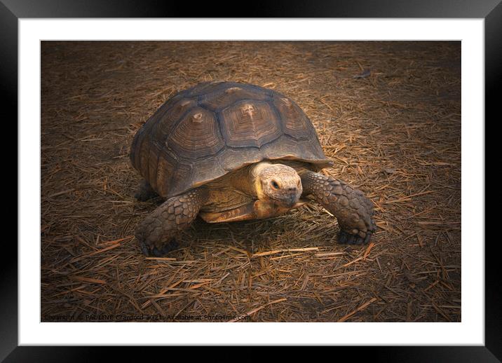 Turtle Walking in Straw Large Tortoise Framed Mounted Print by PAULINE Crawford