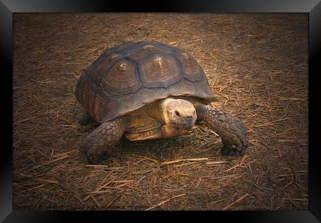 Turtle Walking in Straw Large Tortoise Framed Print by PAULINE Crawford