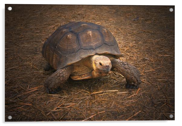 Turtle Walking in Straw Large Tortoise Acrylic by PAULINE Crawford