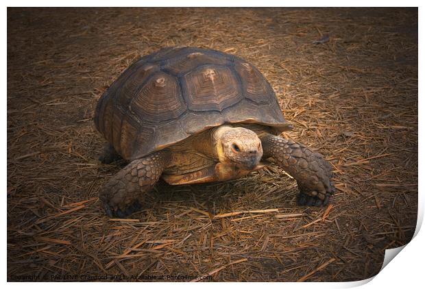 Turtle Walking in Straw Large Tortoise Print by PAULINE Crawford