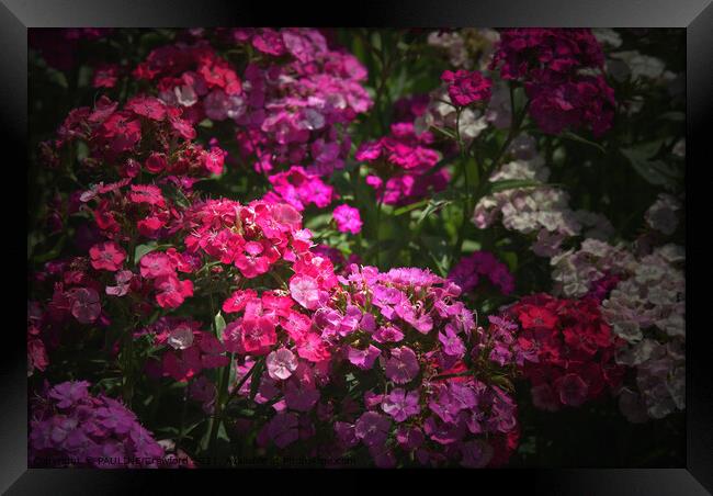 Phlox Wild Flowers Pink and Fuschia English Garden Framed Print by PAULINE Crawford
