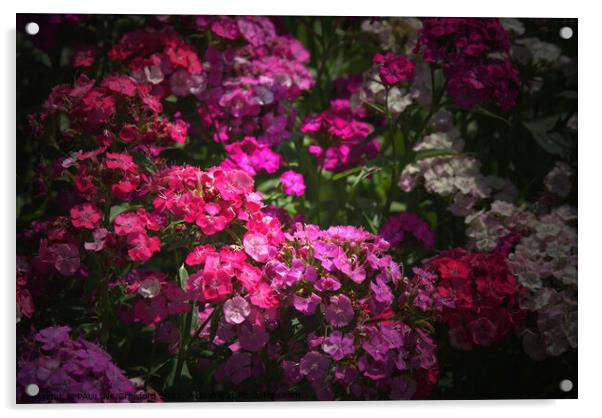 Phlox Wild Flowers Pink and Fuschia English Garden Acrylic by PAULINE Crawford