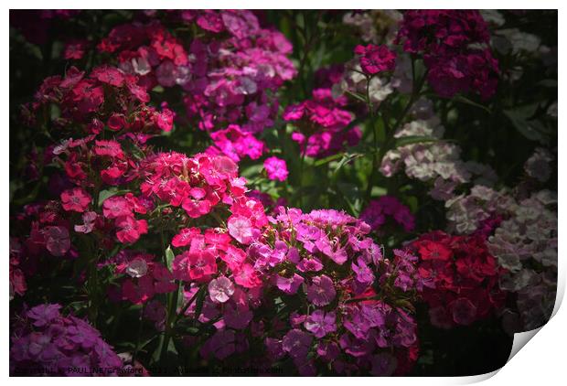 Phlox Wild Flowers Pink and Fuschia English Garden Print by PAULINE Crawford