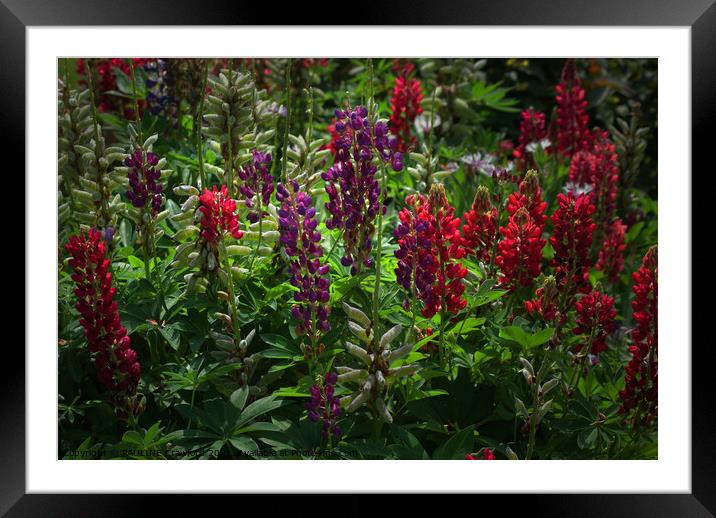 Russel Lupins Wild Flowers in Alberta Canada Framed Mounted Print by PAULINE Crawford