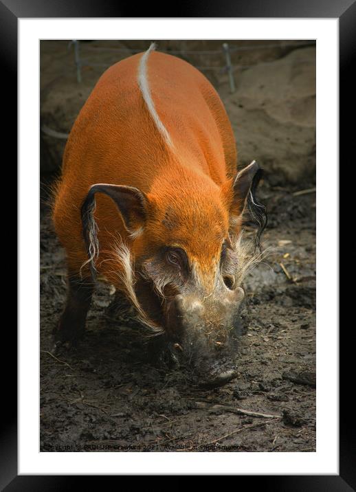Wild Boar Pig in Mud Framed Mounted Print by PAULINE Crawford