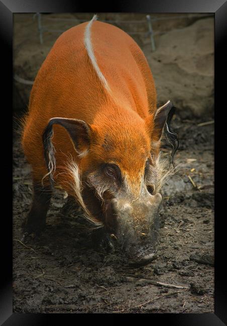 Wild Boar Pig in Mud Framed Print by PAULINE Crawford