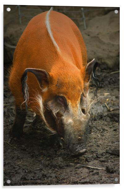 Wild Boar Pig in Mud Acrylic by PAULINE Crawford