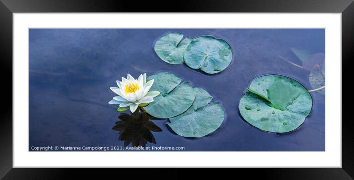 Beautiful Waterlily Panorama Framed Mounted Print by Marianne Campolongo