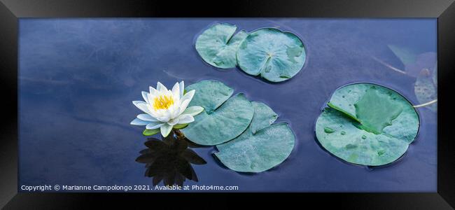 Beautiful Waterlily Panorama Framed Print by Marianne Campolongo