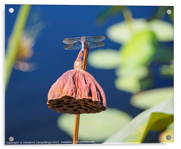 Blue dasher dragonfly on dried lotus pod Acrylic by Marianne Campolongo