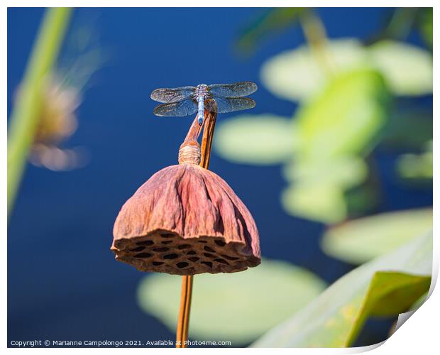 Blue dasher dragonfly on dried lotus pod Print by Marianne Campolongo