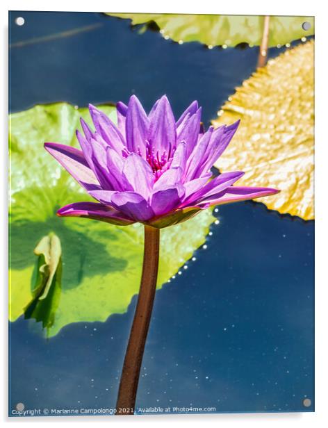 Blooming Purple Water Lily Acrylic by Marianne Campolongo