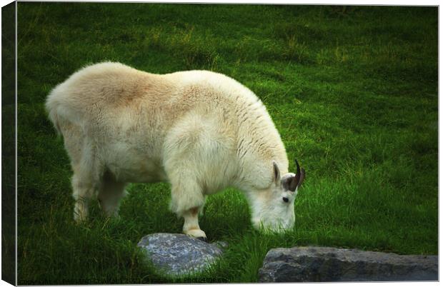 White Rocky Mountain Goat Alberta Canada in Grass  Canvas Print by PAULINE Crawford