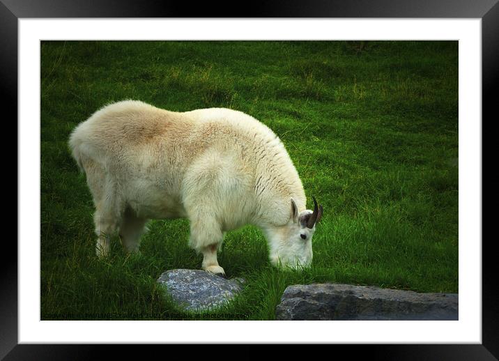 White Rocky Mountain Goat Alberta Canada in Grass  Framed Mounted Print by PAULINE Crawford