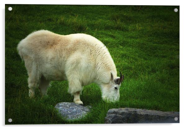White Rocky Mountain Goat Alberta Canada in Grass  Acrylic by PAULINE Crawford