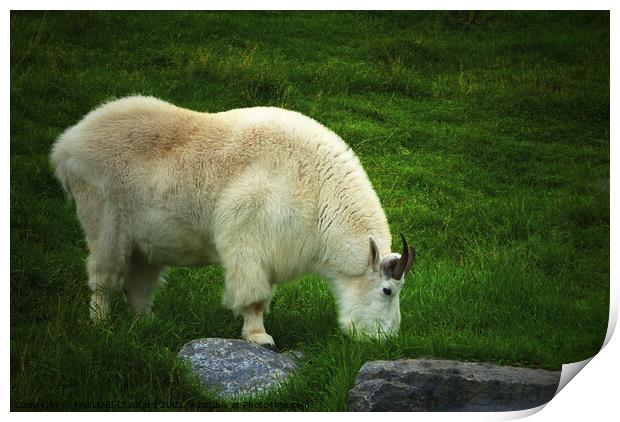 White Rocky Mountain Goat Alberta Canada in Grass  Print by PAULINE Crawford