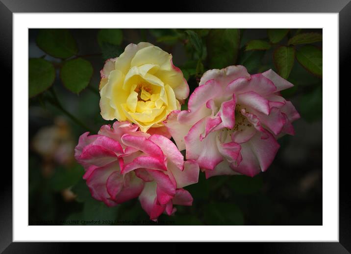 Multi Color Roses Yellow Pink White Rose Petals Framed Mounted Print by PAULINE Crawford