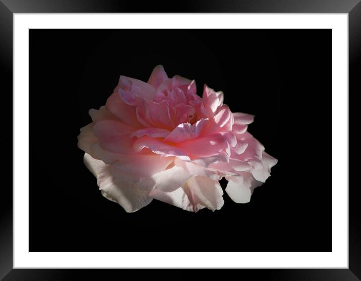 Wild Rose Pink Rose Blossom Floating in Darkness Framed Mounted Print by PAULINE Crawford