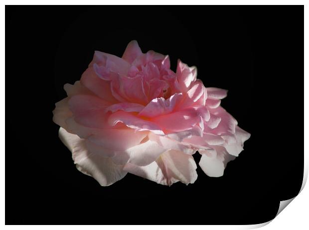 Wild Rose Pink Rose Blossom Floating in Darkness Print by PAULINE Crawford