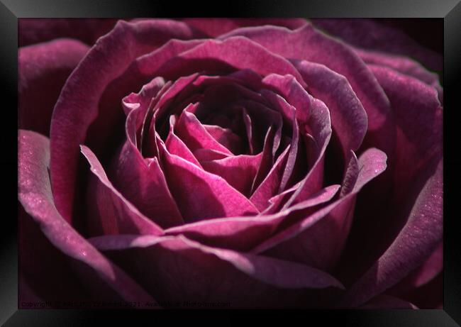 Plum Crazy Purple Plum Rose Bloom Blossom Framed Print by PAULINE Crawford
