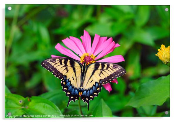 Eastern Tiger Swallowtail Butterfly on Pink Zinnia Acrylic by Marianne Campolongo