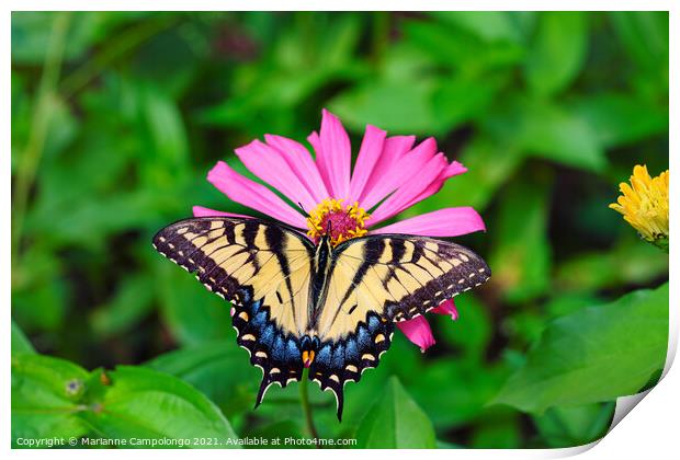 Eastern Tiger Swallowtail Butterfly on Pink Zinnia Print by Marianne Campolongo