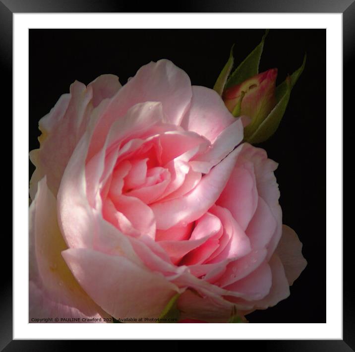 Pink Rose Blossom Double Bloom with Rosebud Framed Mounted Print by PAULINE Crawford