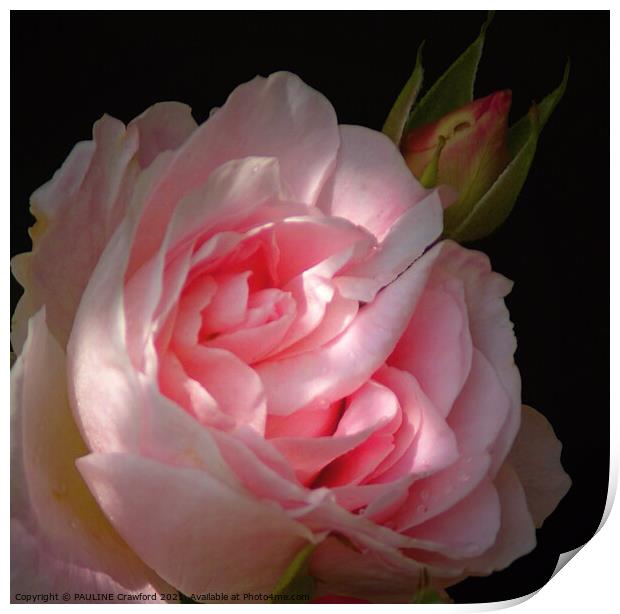 Pink Rose Blossom Double Bloom with Rosebud Print by PAULINE Crawford