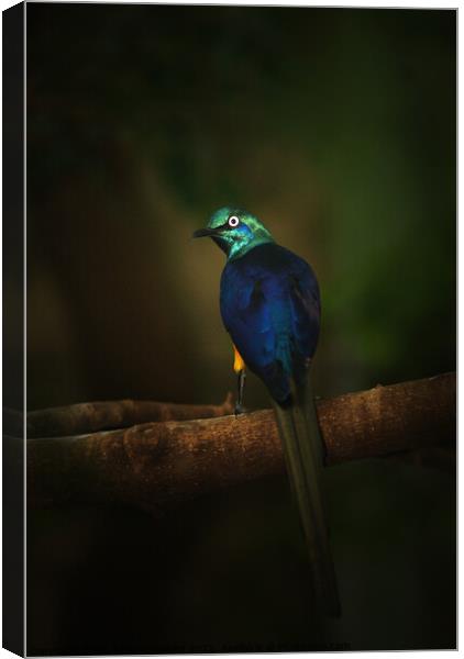 Exotic Blue and Green Bird Long Tail Feathers Canvas Print by PAULINE Crawford